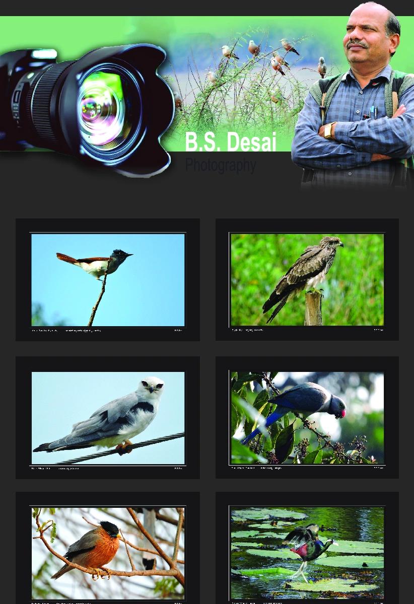 Bird Photography Collection